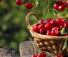 The benefits of dried and dried cherries
