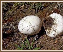 Puffball mushroom: how to cook delicious dishes from it