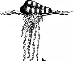 Hidrozoa klasei pieder hidra un medūzas